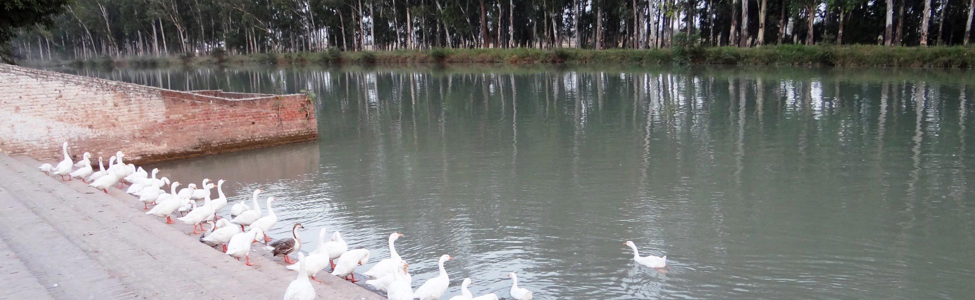 A scenic view of the calm canal in front of Gurudwara Shri Flahi Sahib in Ludhiana, Punjab, with white geese on the brick bank and tall trees reflecting in the water. film shooting locations in Bangalore Rural, video shooting locations in Bangalore Rural, tv shooting locations in Bangalore Rural, shooting locations in Bangalore Rural