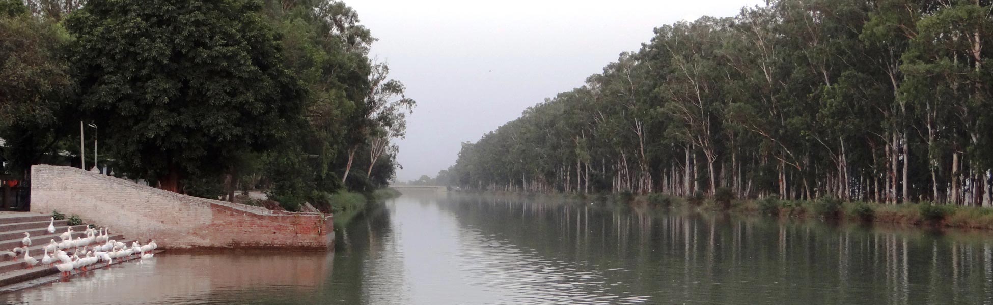 A panoramic view of a calm river canal lined with tall green trees, featuring white ducks gathered on brick steps on the left bank near Gurudwara Shri Flahi Sahib in Ludhiana, Punjab, India. film shooting locations in Bangalore South, video shooting locations in Bangalore South, tv shooting locations in Bangalore South, shooting locations in Bangalore South